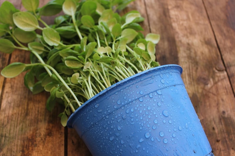 Herb Garden in Stacked Pots