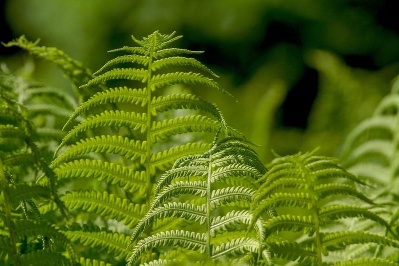 green plants